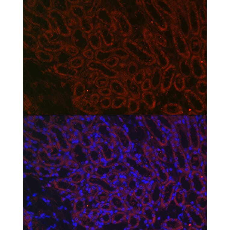 Immunofluorescence - Anti-BMP7 Antibody (A12690) - Antibodies.com