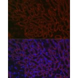 Immunofluorescence - Anti-BMP7 Antibody (A12690) - Antibodies.com