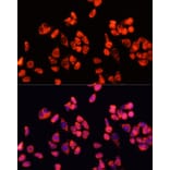 Immunofluorescence - Anti-Angiopoietin 2/ANG2 Antibody (A12691) - Antibodies.com