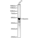 Western Blot - Anti-Desmin Antibody (A12692) - Antibodies.com