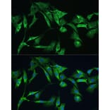 Immunofluorescence - Anti-Ezrin Antibody (A12693) - Antibodies.com
