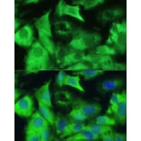 Immunofluorescence - Anti-Ezrin Antibody (A12693) - Antibodies.com