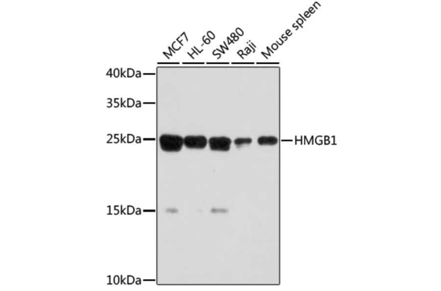 Western Blot - Anti-HMGB1 Antibody (A0719) - Antibodies.com