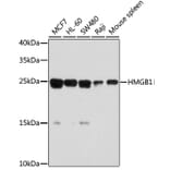 Western Blot - Anti-HMGB1 Antibody (A0719) - Antibodies.com