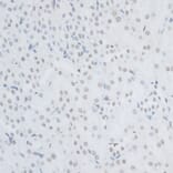 Immunohistochemistry - Anti-HMGB1 Antibody (A0719) - Antibodies.com