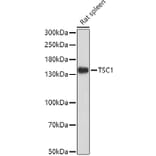 Western Blot - Anti-Hamartin Antibody (A12695) - Antibodies.com