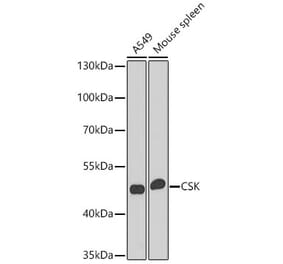 Western Blot - Anti-CSK Antibody (A12696) - Antibodies.com