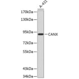 Western Blot - Anti-CANX Antibody (A0803) - Antibodies.com