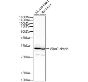 Western Blot - Anti-VDAC1/Porin Antibody (A12700) - Antibodies.com