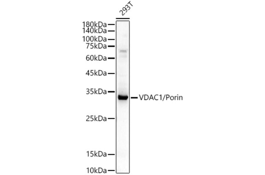 Western Blot - Anti-VDAC1/Porin Antibody (A12700) - Antibodies.com