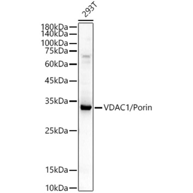 Western Blot - Anti-VDAC1/Porin Antibody (A12700) - Antibodies.com