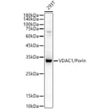 Western Blot - Anti-VDAC1/Porin Antibody (A12700) - Antibodies.com