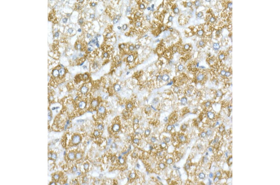 Immunohistochemistry - Anti-VDAC1/Porin Antibody (A12700) - Antibodies.com