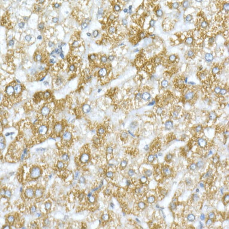 Immunohistochemistry - Anti-VDAC1/Porin Antibody (A12700) - Antibodies.com