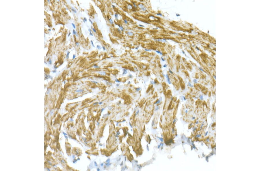 Immunohistochemistry - Anti-VDAC1/Porin Antibody (A12700) - Antibodies.com