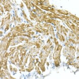 Immunohistochemistry - Anti-VDAC1/Porin Antibody (A12700) - Antibodies.com