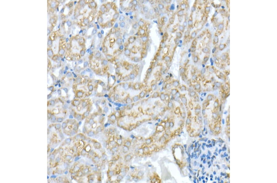 Immunohistochemistry - Anti-VDAC1/Porin Antibody (A12700) - Antibodies.com