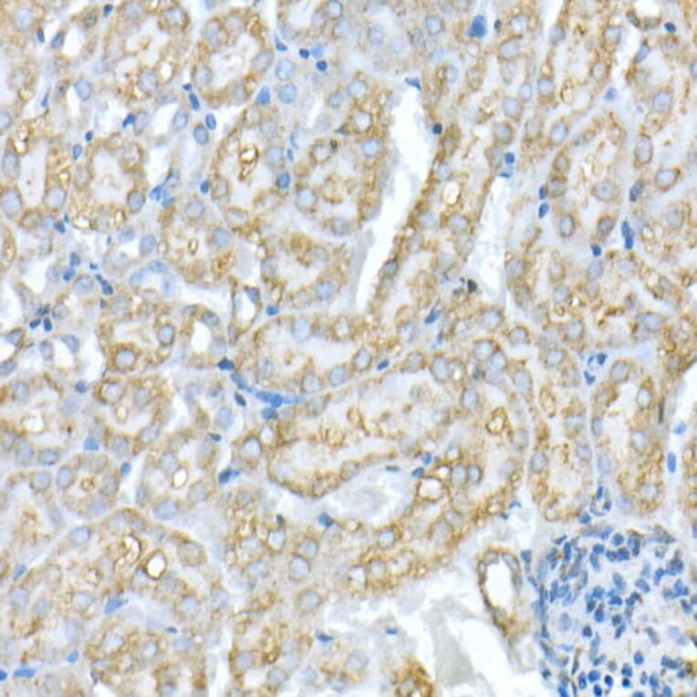 Immunohistochemistry - Anti-VDAC1/Porin Antibody (A12700) - Antibodies.com