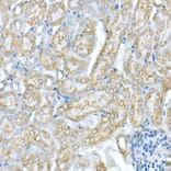 Immunohistochemistry - Anti-VDAC1/Porin Antibody (A12700) - Antibodies.com