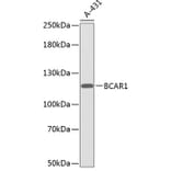 Western Blot - Anti-BCAR1 Antibody (A0855) - Antibodies.com