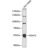 Western Blot - Anti-HDAC2 Antibody (A0867) - Antibodies.com