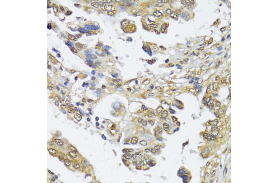 Immunohistochemistry - Anti-HDAC2 Antibody (A0867) - Antibodies.com