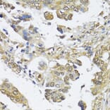 Immunohistochemistry - Anti-HDAC2 Antibody (A0867) - Antibodies.com