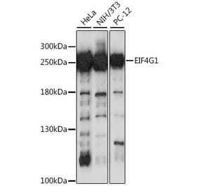 Western Blot - Anti-eIF4G1 Antibody (A12707) - Antibodies.com