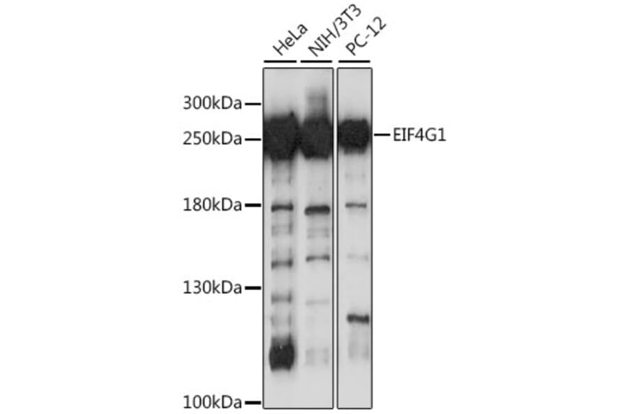 Western Blot - Anti-eIF4G1 Antibody (A12707) - Antibodies.com