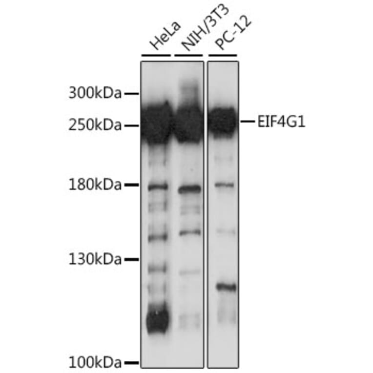 Western Blot - Anti-eIF4G1 Antibody (A12707) - Antibodies.com