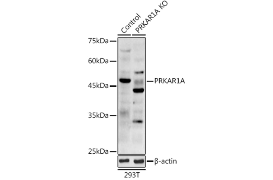Western Blot - Anti-PRKAR1A Antibody (A12710) - Antibodies.com