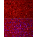 Immunofluorescence - Anti-EAAT2 Antibody (A12711) - Antibodies.com