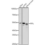 Western Blot - Anti-IKK gamma/NEMO Antibody (A12712) - Antibodies.com