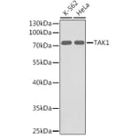Western Blot - Anti-TAK1 Antibody (A12713) - Antibodies.com