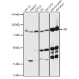Western Blot - Anti-N-ethylmaleimide-sensitive fusion protein Antibody (A12714) - Antibodies.com