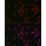 Immunofluorescence - Anti-N-ethylmaleimide-sensitive fusion protein Antibody (A12714) - Antibodies.com