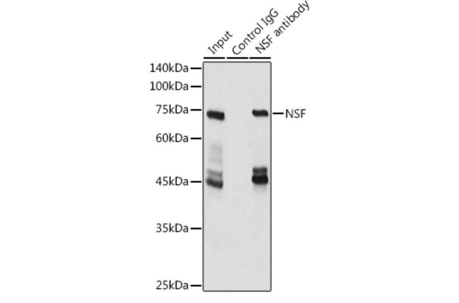 Western Blot - Anti-N-ethylmaleimide-sensitive fusion protein Antibody (A12714) - Antibodies.com