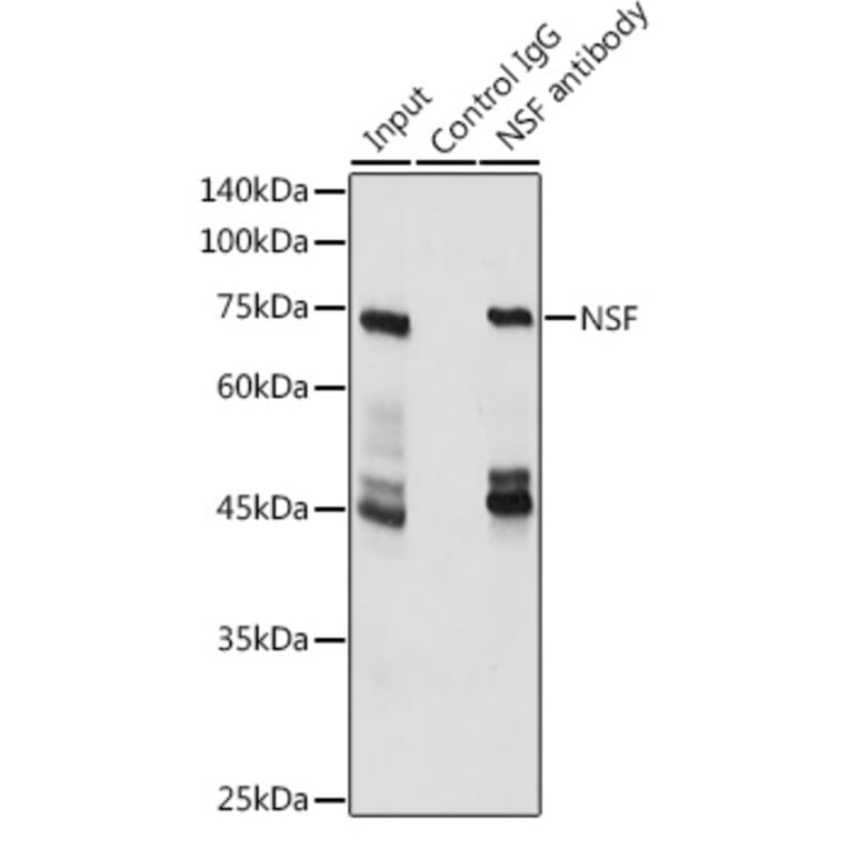 Western Blot - Anti-N-ethylmaleimide-sensitive fusion protein Antibody (A12714) - Antibodies.com