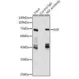 Western Blot - Anti-N-ethylmaleimide-sensitive fusion protein Antibody (A12714) - Antibodies.com