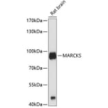 Western Blot - Anti-MARCKS Antibody (A12716) - Antibodies.com