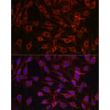 Immunofluorescence - Anti-MARCKS Antibody (A12716) - Antibodies.com