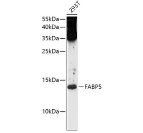 Western Blot - Anti-FABP5 Antibody (A12717) - Antibodies.com