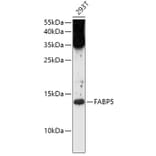 Western Blot - Anti-FABP5 Antibody (A12717) - Antibodies.com