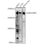 Western Blot - Anti-ErbB3/HER3 Antibody (A12718) - Antibodies.com