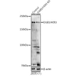 Western Blot - Anti-ErbB3/HER3 Antibody (A12718) - Antibodies.com