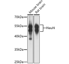Western Blot - Anti-NeuN Antibody (A12719) - Antibodies.com