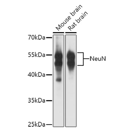 Western Blot - Anti-NeuN Antibody (A12719) - Antibodies.com