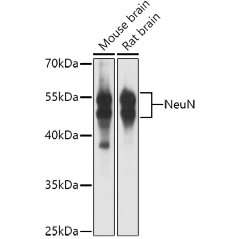 Western Blot - Anti-NeuN Antibody (A12719) - Antibodies.com