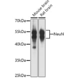 Western Blot - Anti-NeuN Antibody (A12719) - Antibodies.com