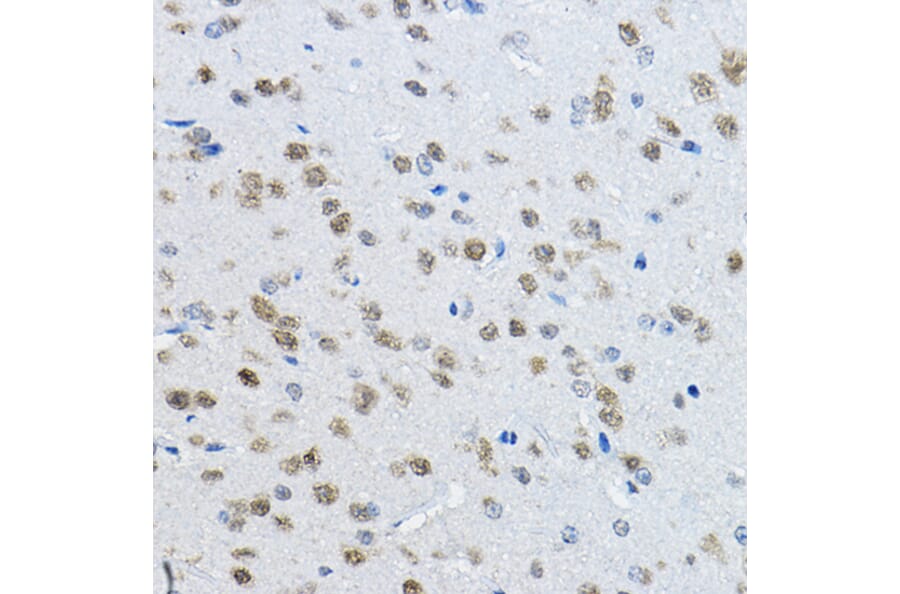Immunohistochemistry - Anti-NeuN Antibody (A12719) - Antibodies.com